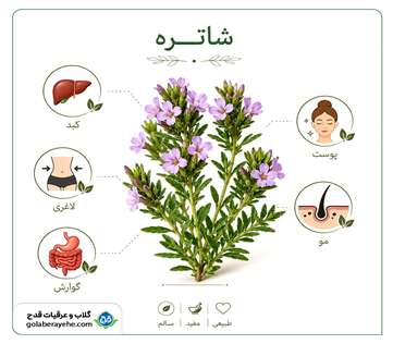 خواص شاتره و عرق شاتره برای کبد، پوست، لاغری و گوارش